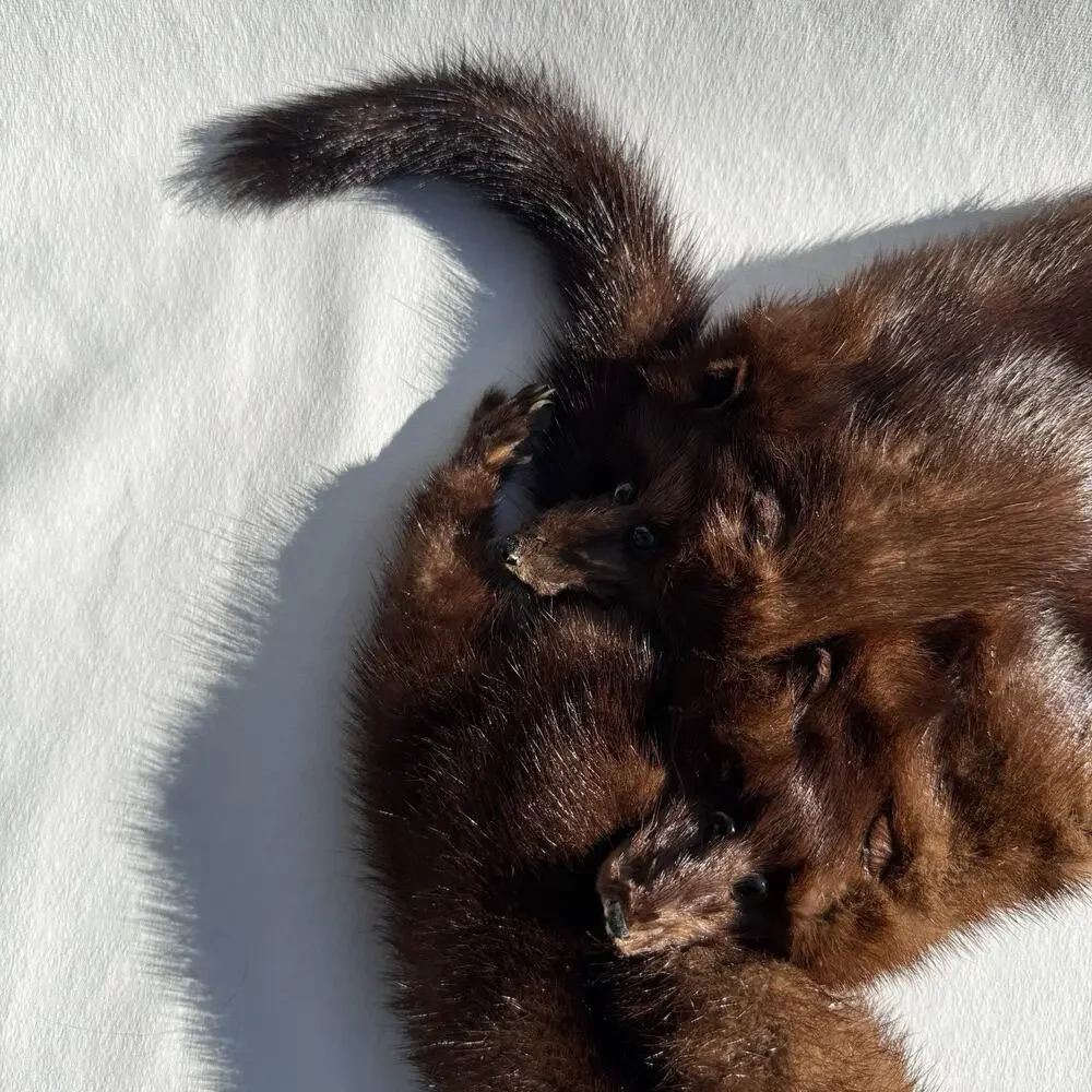 Vintage 4 Mink Fur Stole Pelts Scarfs Heads Full Body Taxidermy 1940s 1950s